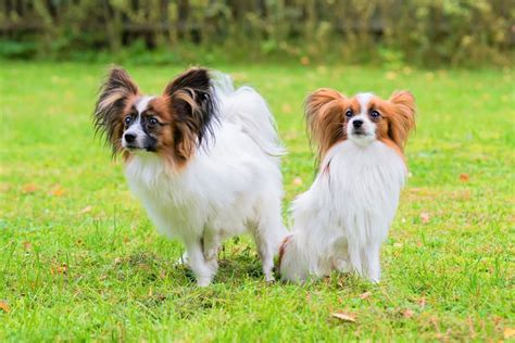 Male vs. Female Papillon: Which Is Better?