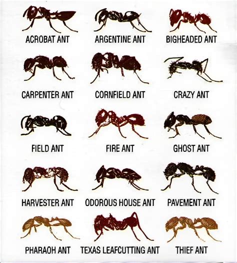 Free Printable Ant Identification Charts [PDF] With Pictures