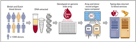 Development And Validation Of A Universal Blood Donor Genotyping