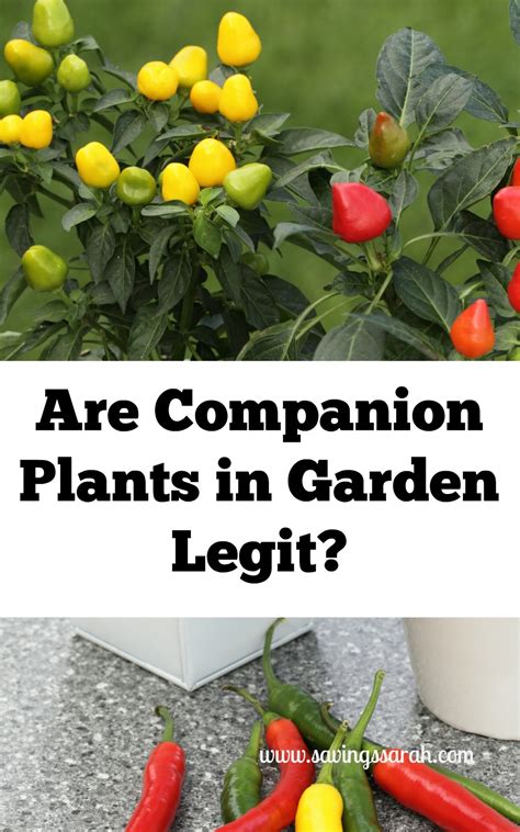 companion plants  garden legit earning  saving  sarah