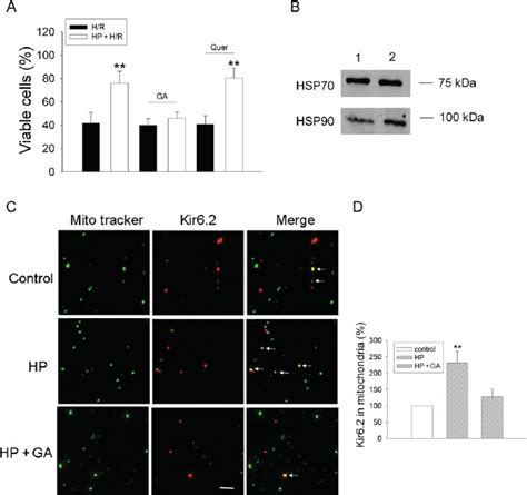 Effect Of Inhibiting Hsp90 Activity On Mitochondrial Targeting Of