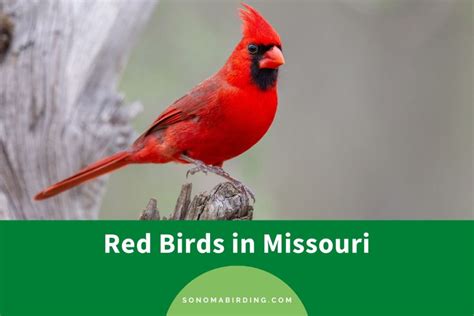 14 Red Birds In Missouri With Photos Sonoma Birding