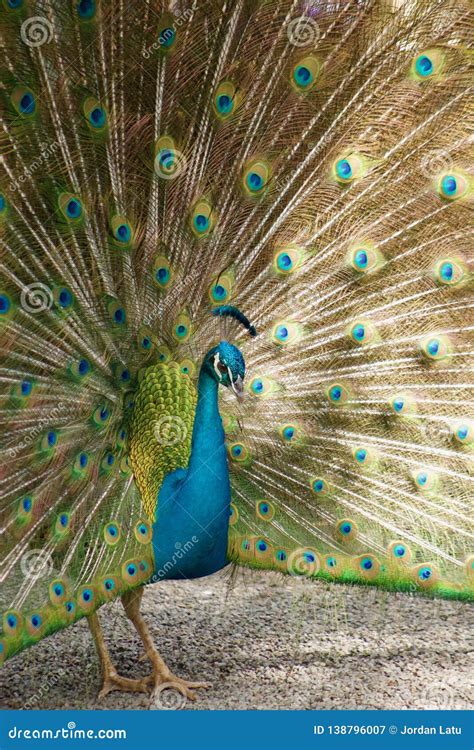 A Male Peacock Showing Off His Tail Feathers Stock Image Image Of