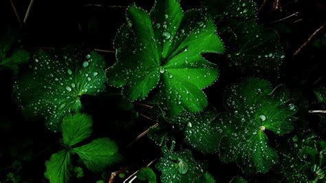 Dark Green Leaves Wallpapers Top Những Hình Ảnh Đẹp