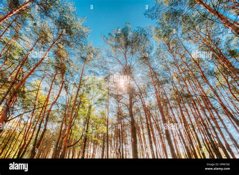 Canopy Of Tall Pine Trees Upper Branches Of Woods In Coniferous Forest