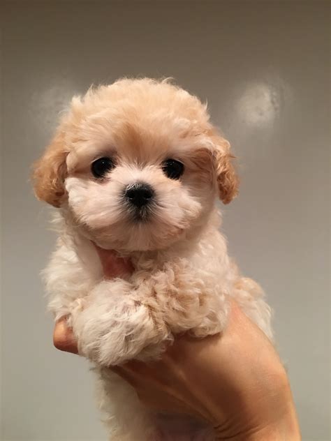 Teacup maltipoo puppy for sale! California Princess | iHeartTeacups