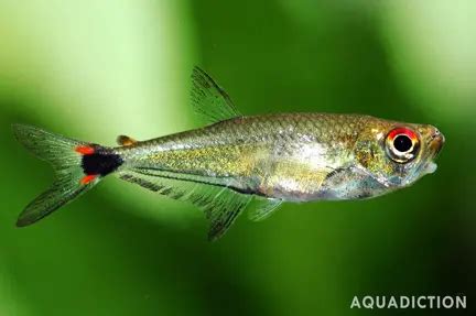 Bloodfin Tetra Aphyocharax Anisitsi Fish Profile Care Guide