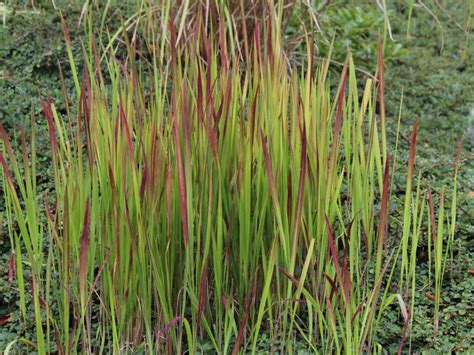 Imperata Cylindrica Red Baron