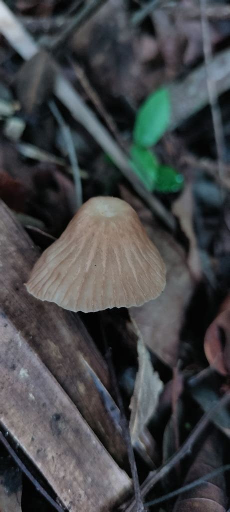 Common Gilled Mushrooms And Allies From Q R M Xico On October