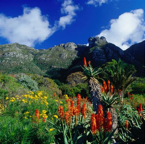 Explore Kirstenbosch Botanical Gardens: Nature's Haven