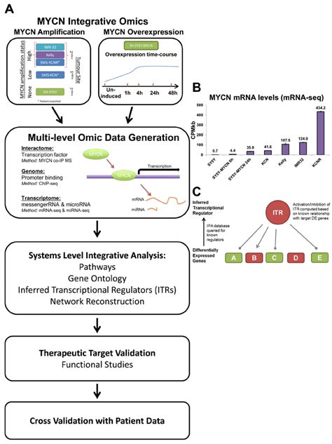 An Integrative Omics Approach For Analysing Mycn Networks A Schematic