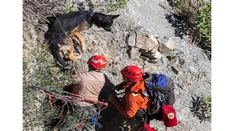 Dog Rescued After Falling From 200 Ft Cliff Reunited With Owner