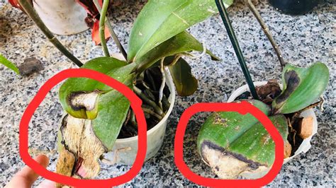 VEJA como recuperar uma orquídea PHALAENOPSIS e quando o REPLANTE é