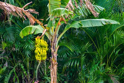 Pohon Pisang Ternyata Bermanfaat Untuk Kesehatan Loh Shintayunda