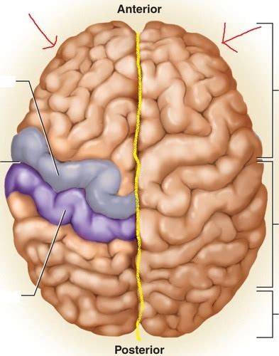 BI232 Chapter 12 The Brain Flashcards Quizlet