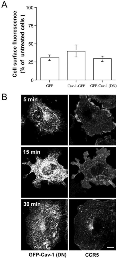 Effect Of Gfp Tagged Caveolin 1 Proteins On Ccr5 Endocytosis A