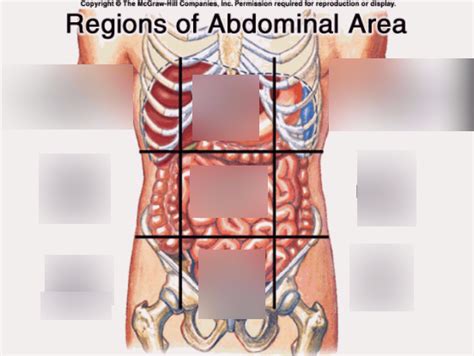 Abdominopelvic Regions Human Body Anatomy Anatomy Organs 46 Off