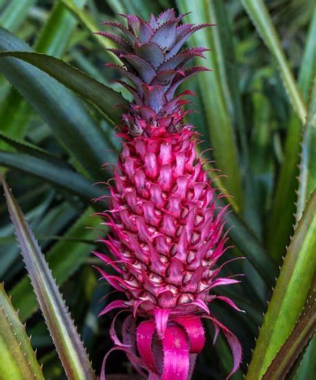 What is Pink Pineapple and How to Grow It | Balcony Garden Web