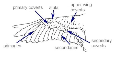 Bird Wing Anatomy Bones