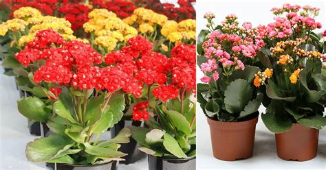 5 Kalanchoe Plant Care Tricks To Make It Bloom More Often