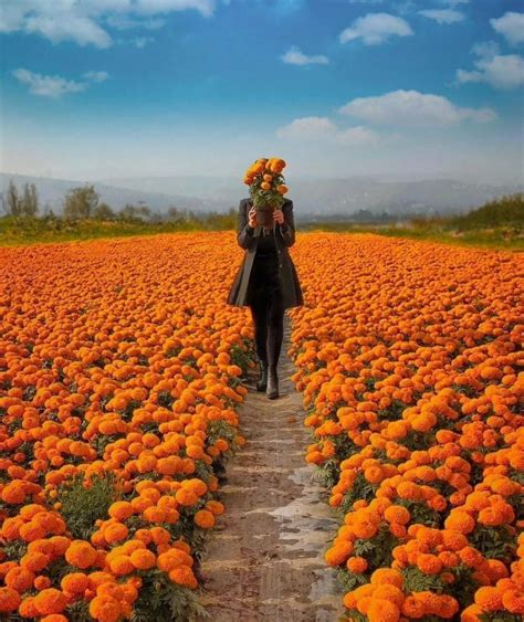 La flor de Cempasúchil flor de Dia de Muertos que da vida