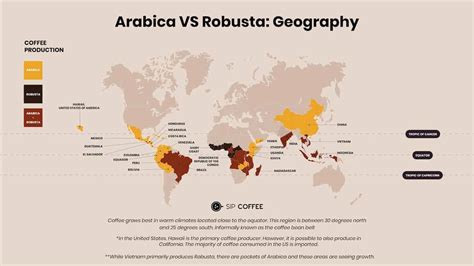 Arabica Vs Robusta: Similarities and Differences