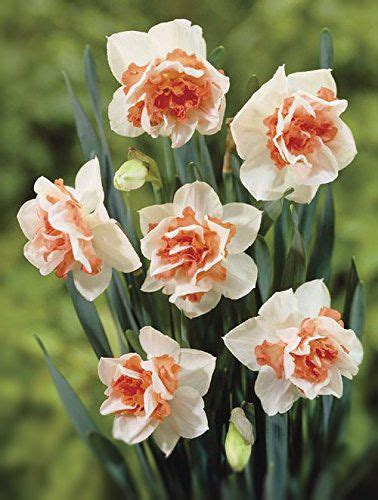 Pink Double Daffodil Flower Seedlings Bonsai Flower Daffodils