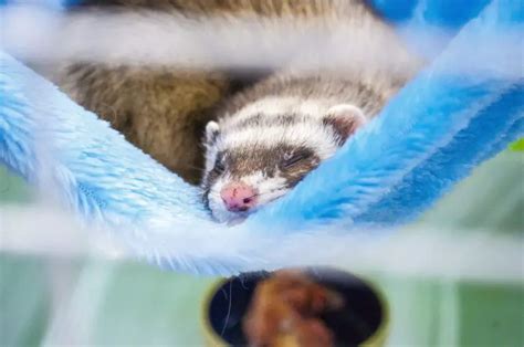 How To Take Care Of A Pregnant Ferret? - My Happy Ferret