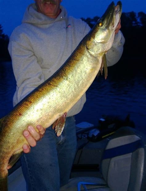 Tiger Muskellunge Wildlife Of Chatfield State Park · Inaturalist