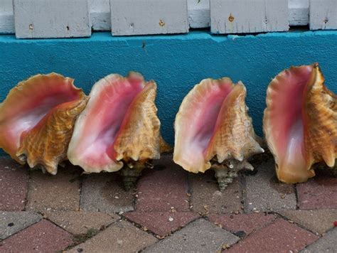 Conch Shells Bahamas