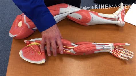 Upper And Lower Extremity Muscles In Anatomy And Physiology 1 YouTube