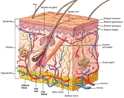 Layers of the Skin. The epidermis is the outermost layer of… | by Cindy ...