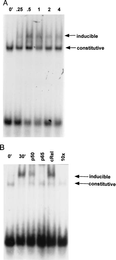 Cd Activates Nf B In Asm A Kinetics Of Nf B Activation Asm Cells