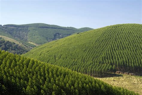 Florestas Plantadas No Brasil Somam Milh Es De Hectares Em