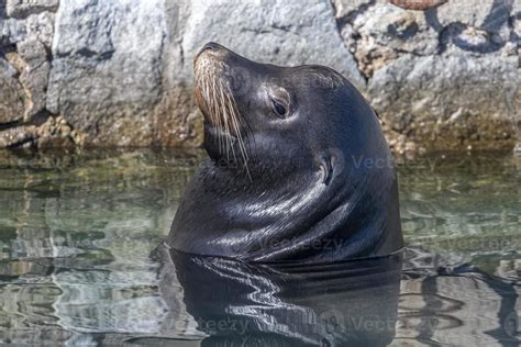 Sea Lion In Cabo San Lucas Harbor Baja California Sur Mexico