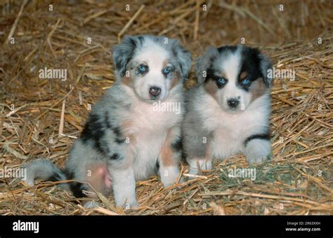 Australian Shepherds Puppies 7 Weeks Old Puppies 7 Weeks Old