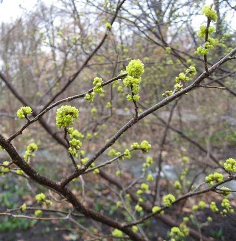 Lindera benzoin, Spicebush - Shop Sugar Creek Gardens