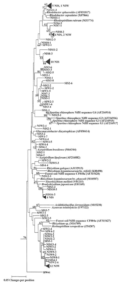 Phylogenetic Analysis Of Dead Aboveground Spartina Bio Mass Nifh Amino