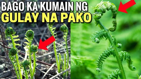 Matindi Pala Ang Epekto Sa Ating Katawan Ng Gulay Na Pako O Fern Youtube