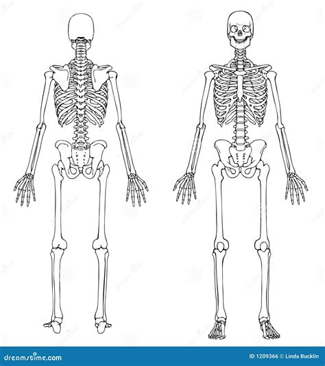 Esqueleto Humano Parte Dianteira E Parte Traseira Ilustra O Do Vetor