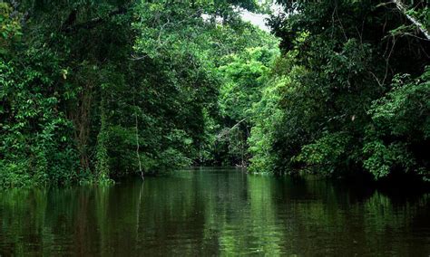 Celebrating 20 Years Of Protecting The Brazilian Amazon Stories Wwf