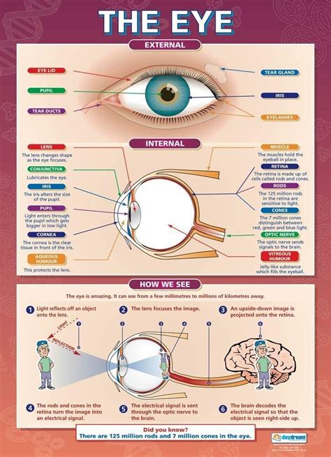 The Eye Science Educational Wall Chart Poster Science Teaching Resources Science Poster