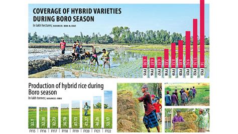 Hybrid Rice Cultivation The Daily Star