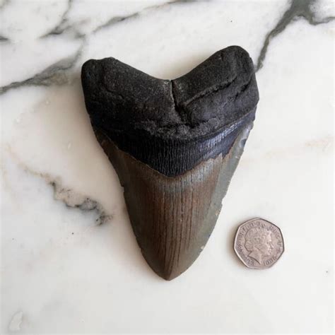 Megalodon Fossils To Buy Fossils For Sale Megalodon Tooth