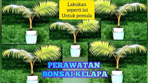 Cara Perawatan Bonsai Kelapa Youtube