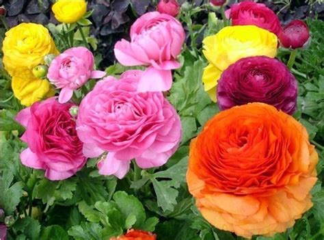 10 Sementes De Ranunculus Asiaticus Flor Parecida Rosas R 25 90