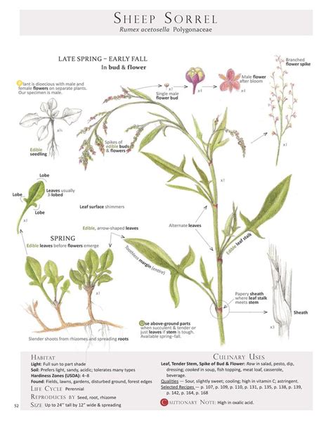 Sheep Sorrel Lovely Sourness Returns In Full Swing Foraging And