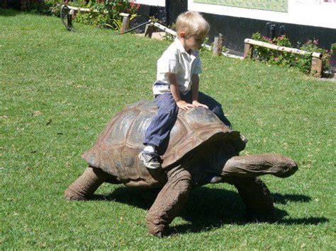 World’s Biggest Tortoise – World’s Largest Tortoise – the Galapagos ...