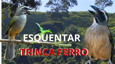 Melhor Trinca Ferro Cantando Para Esquentar Trinca Ferro Trinca