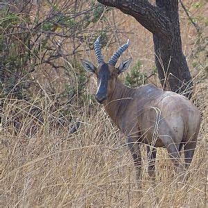 Benin Western Hartebeest Wildlife | AfricaHunting.com